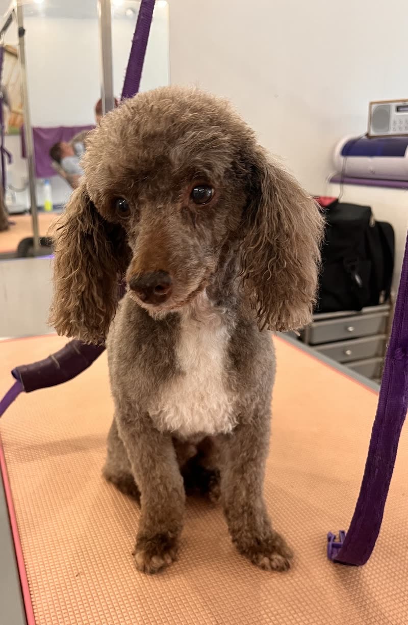 A freshly clipped brown standard poodle sitting on the orange grooming table inside the salon