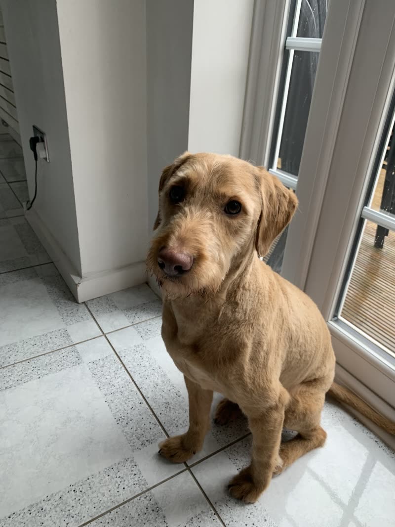A sandy wire-haired dachshund cross sitting by a patio door with a freshly hand-stripped coat