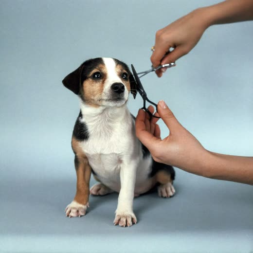 A puppy having its face trimmed with scissors